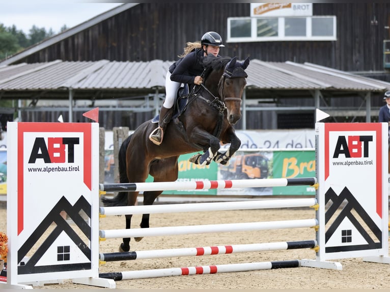 German Sport Horse Mare 8 years 16,2 hh Smoky-Black in Schlins