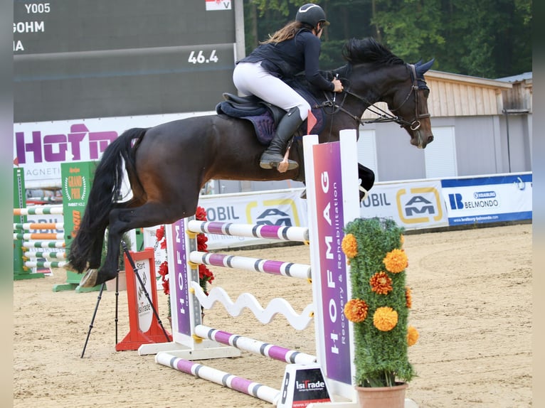 German Sport Horse Mare 8 years 16,2 hh Smoky-Black in Schlins