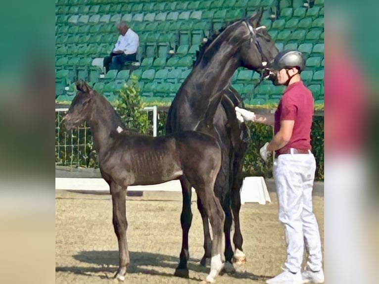 German Sport Horse Mare 8 years 16,3 hh Black in 04860 Graditz