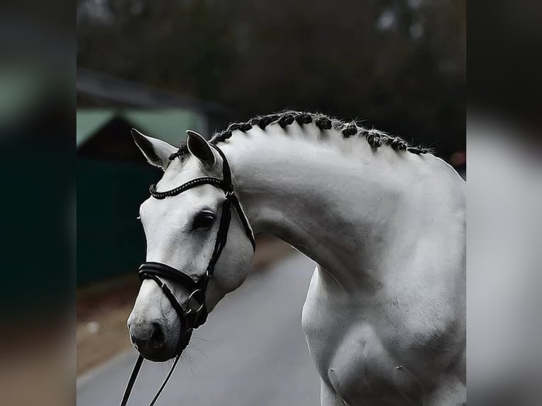 German Sport Horse Mare 8 years 16,3 hh Grey in Kecskemét