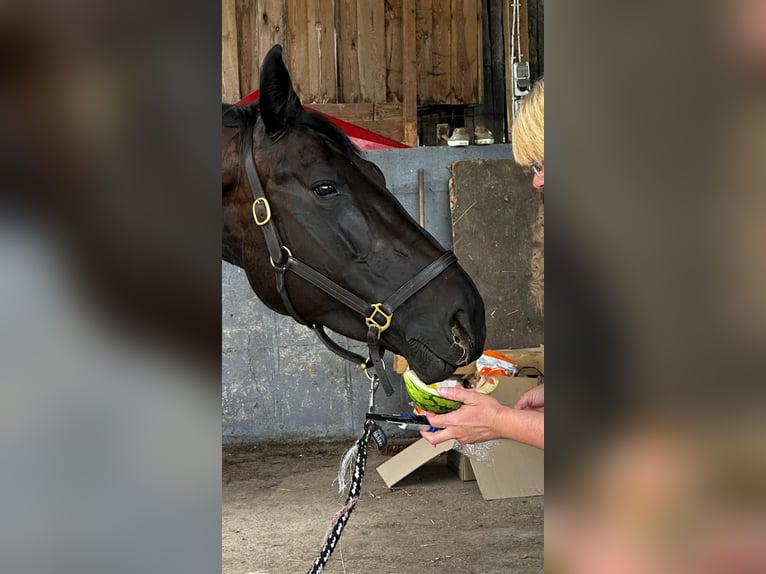 German Sport Horse Mare 8 years 16,3 hh Smoky-Black in LahntalLahntal