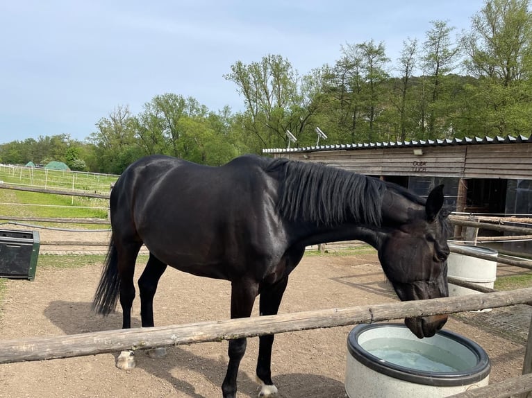 German Sport Horse Mare 8 years 16,3 hh Smoky-Black in LahntalLahntal