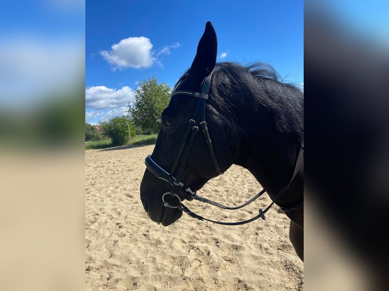 German Sport Horse Mare 8 years 16,3 hh Smoky-Black in LahntalLahntal