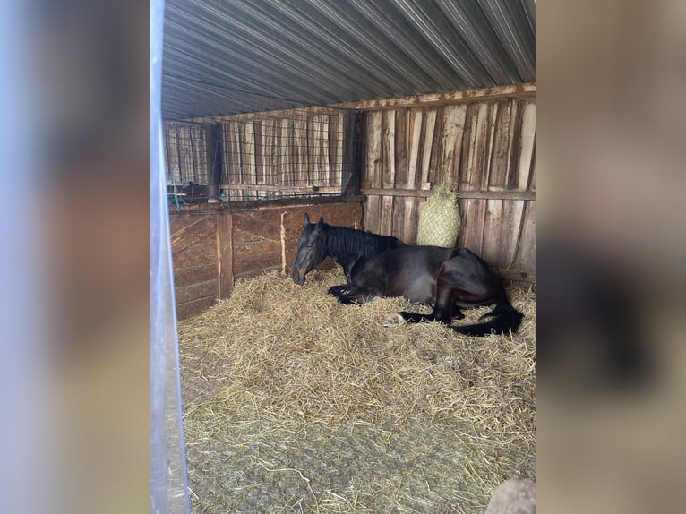 German Sport Horse Mare 8 years 16,3 hh Smoky-Black in LahntalLahntal