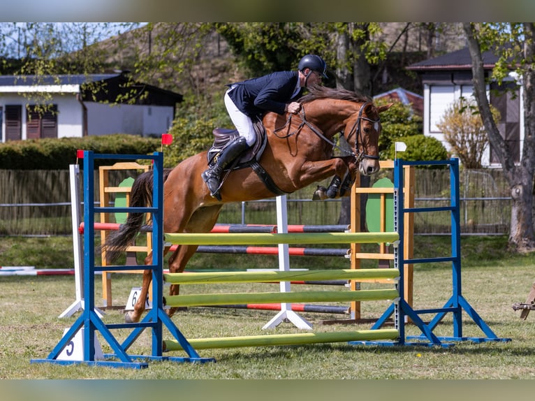 German Sport Horse Mare 8 years 17.1 hh Chestnut-Red in Lengenfeld