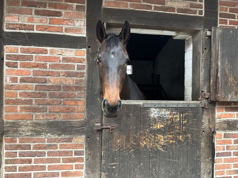 German Sport Horse Mare 8 years 17 hh Bay-Dark in Steinhorst