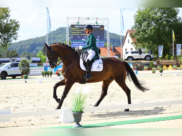 German Sport Horse Mare 8 years 17 hh Bay-Dark in Görlitz