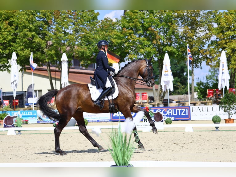 German Sport Horse Mare 8 years 17 hh Bay-Dark in Görlitz