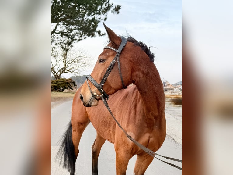 German Sport Horse Mare 8 years 17 hh Brown in Pelmberg