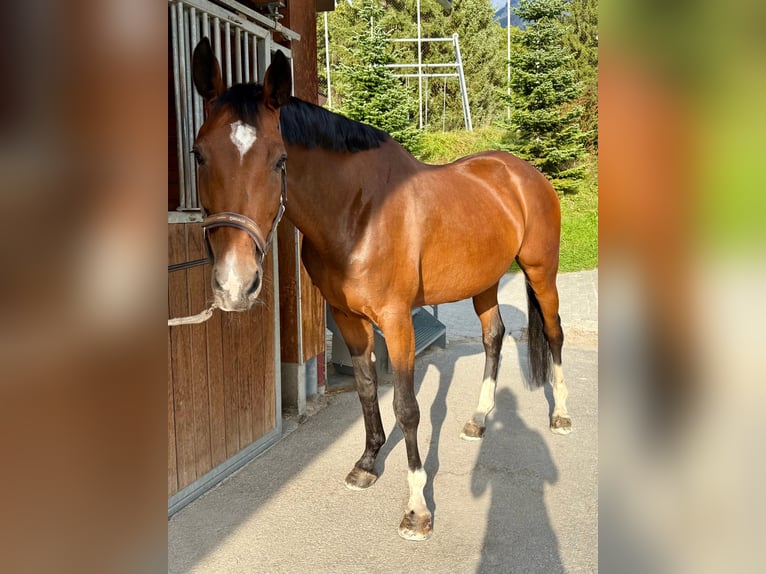 German Sport Horse Mare 8 years 17 hh Brown in Chur