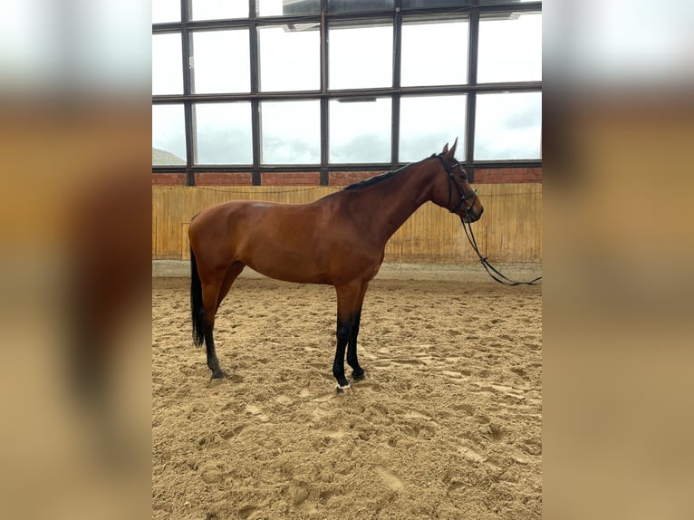German Sport Horse Mare 8 years 17 hh Brown in Grevenbroich