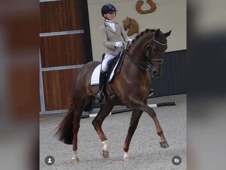 German Sport Horse Mare 8 years 17 hh Chestnut-Red in Karlsfeld