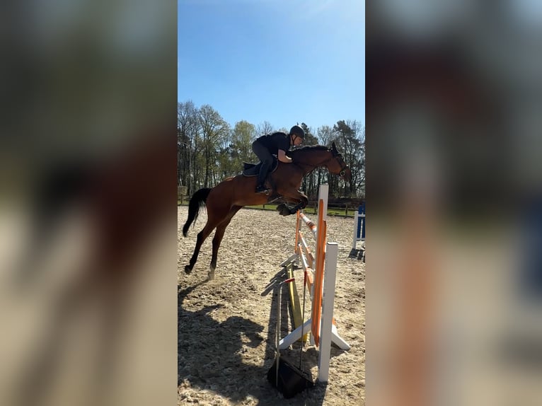 German Sport Horse Mare 8 years 17,1 hh Brown in Delbrück