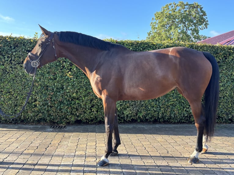German Sport Horse Mare 8 years 17,1 hh Brown in Leingarten