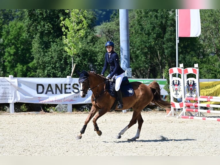 German Sport Horse Mare 9 years 15,2 hh Chestnut in Nötsch