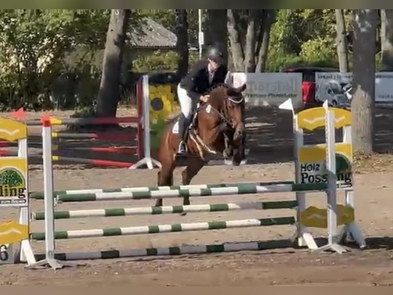 German Sport Horse Mare 9 years 15,2 hh Brown in Stahnsdorf