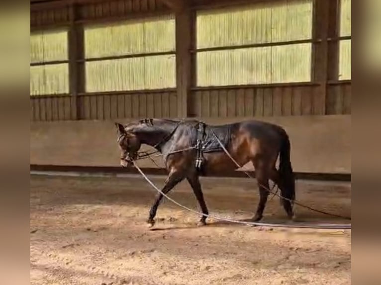 German Sport Horse Mare 9 years 16,1 hh Bay-Dark in Wald-Michelbach