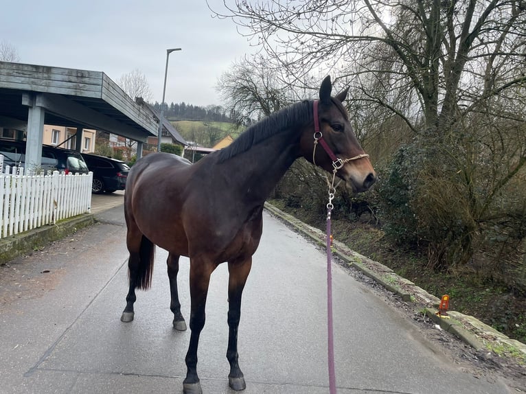 German Sport Horse Mare 9 years 16,1 hh Bay-Dark in Wald-Michelbach