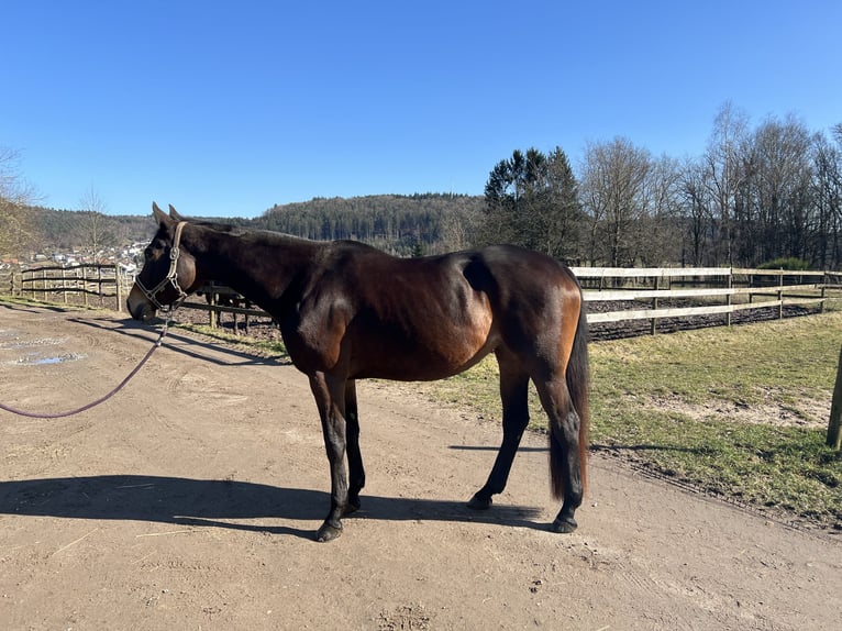 German Sport Horse Mare 9 years 16,1 hh Bay-Dark in Wald-Michelbach