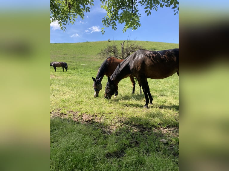 German Sport Horse Mare 9 years 16,1 hh Bay-Dark in Wald-Michelbach