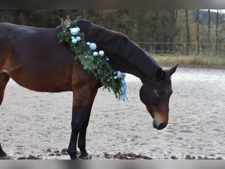 German Sport Horse Mare 9 years 16,1 hh Bay-Dark in Wald-Michelbach