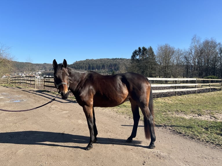 German Sport Horse Mare 9 years 16,1 hh Bay-Dark in Wald-Michelbach