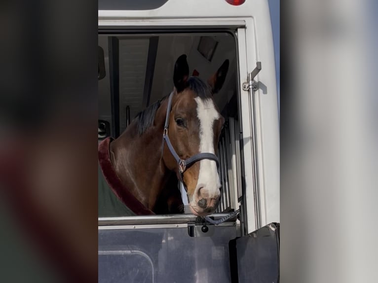 German Sport Horse Mare 9 years 16.1 hh Bay-Dark in Kranzberg