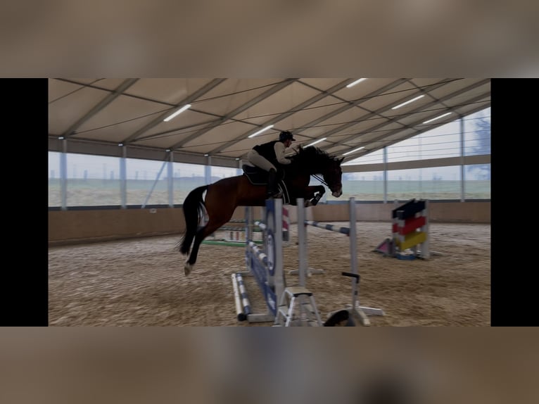 German Sport Horse Mare 9 years 16.1 hh Bay-Dark in Kranzberg