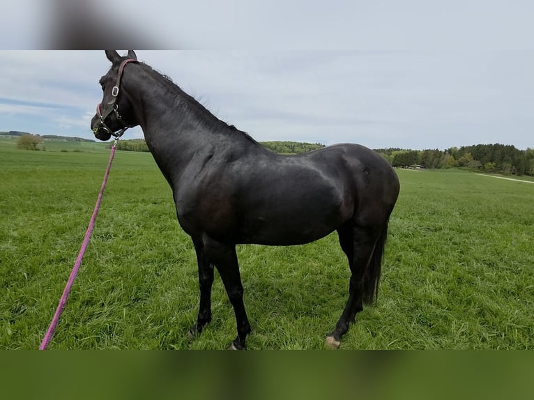 German Sport Horse Mare 9 years 16.1 hh Black in Ingoldingen