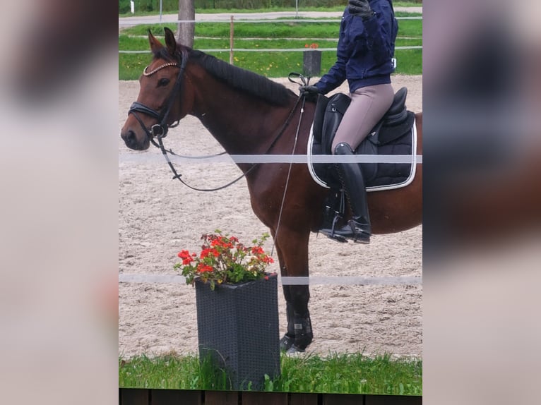 German Sport Horse Mare 9 years 16,1 hh Brown in Schwabhausen