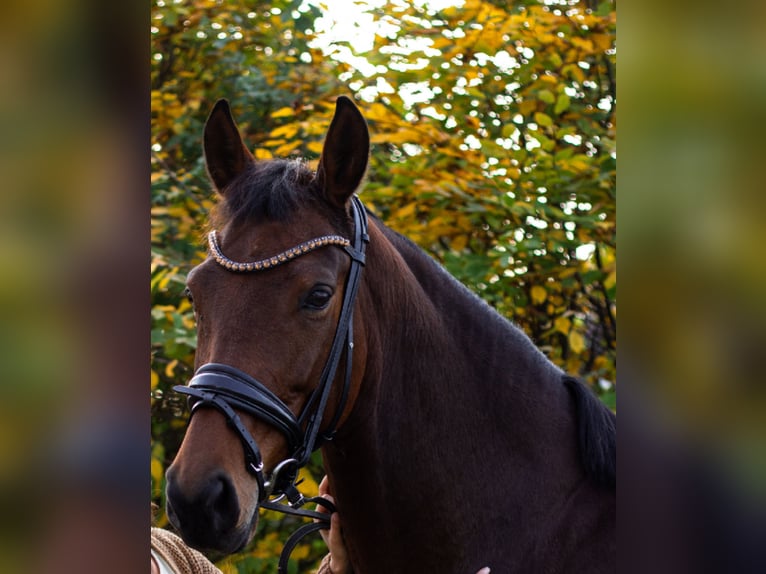 German Sport Horse Mare 9 years 16,1 hh Brown in Schwabhausen