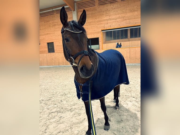 German Sport Horse Mare 9 years 16,1 hh Brown in Neuruppin