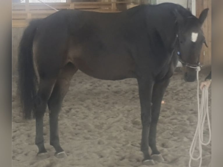German Sport Horse Mare 9 years 16.1 hh Brown in Gmünd