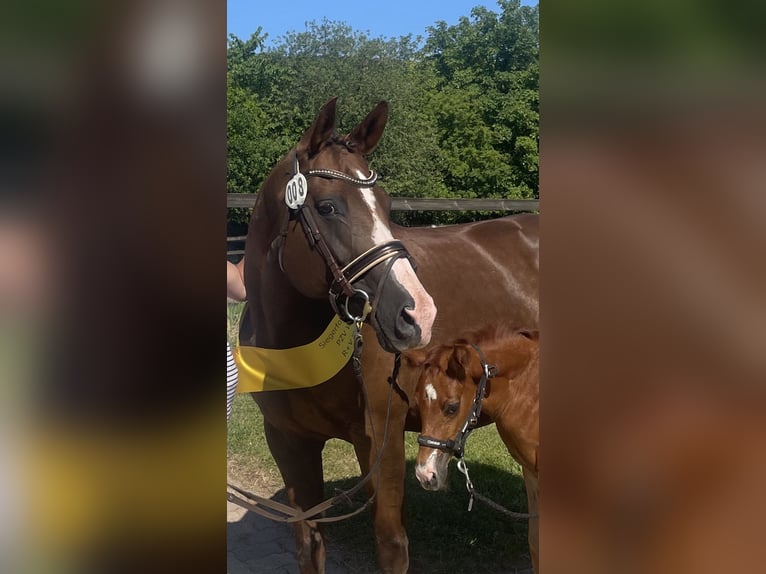 German Sport Horse Mare 9 years 16.1 hh Chestnut in Steinheim
