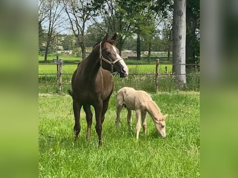 German Sport Horse Mare 9 years 16.1 hh Chestnut in Steinheim