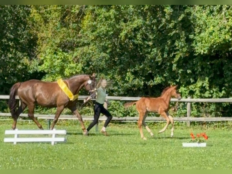 German Sport Horse Mare 9 years 16.1 hh Chestnut in Steinheim