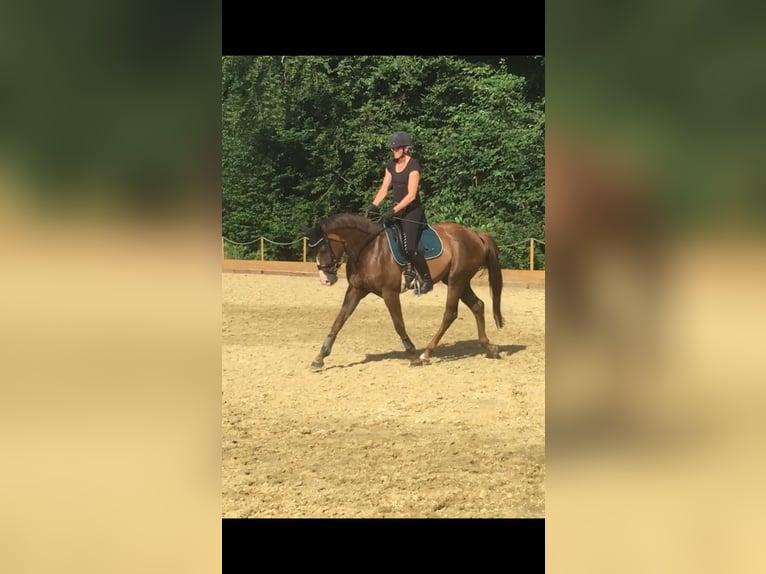 German Sport Horse Mare 9 years 16.1 hh Chestnut in Steinheim
