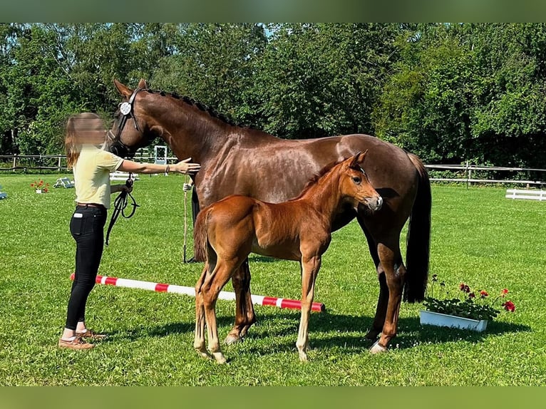 German Sport Horse Mare 9 years 16.1 hh Chestnut in Steinheim