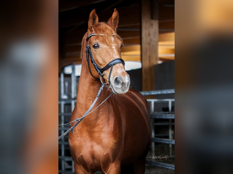 German Sport Horse Mare 9 years 16,1 hh Chestnut-Red in Kabelsketal