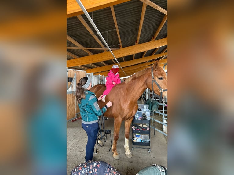 German Sport Horse Mare 9 years 16,1 hh Chestnut-Red in Kabelsketal