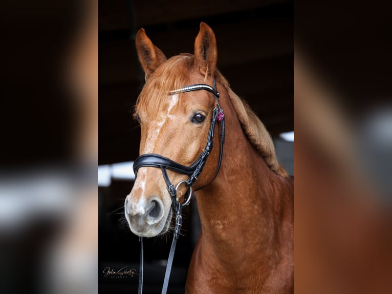 German Sport Horse Mare 9 years 16,1 hh Chestnut-Red in Kabelsketal