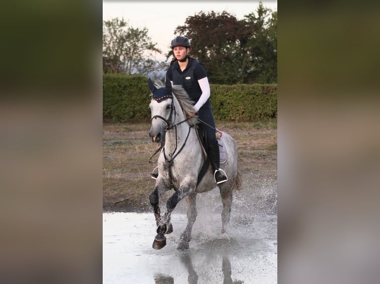 German Sport Horse Mare 9 years 16.1 hh Grey in Benzweiler