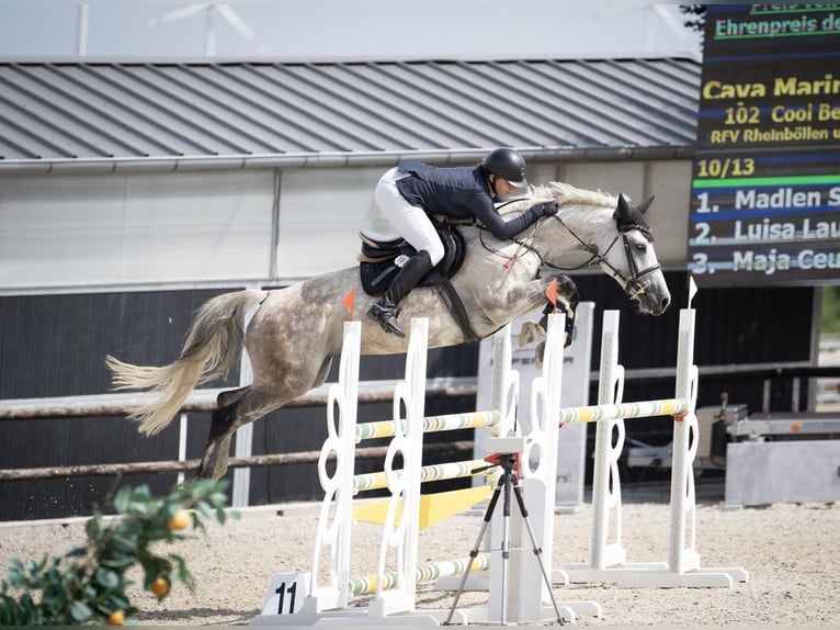 German Sport Horse Mare 9 years 16.1 hh Grey in Benzweiler