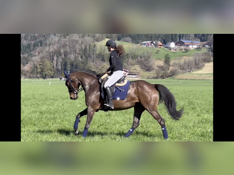 German Sport Horse Mare 9 years 16,1 hh Smoky-Black in Schlins
