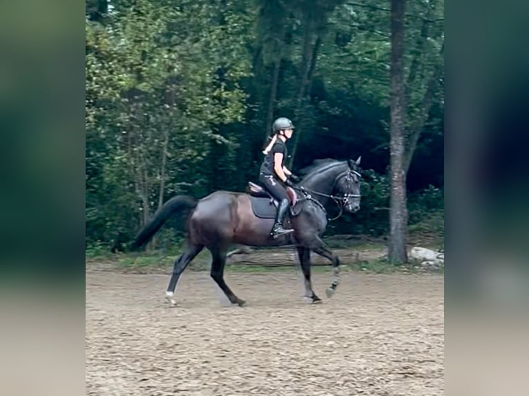 German Sport Horse Mare 9 years 16.1 hh Smoky-Black in Gütersloh