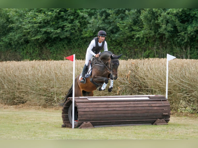 German Sport Horse Mare 9 years 16.1 hh Smoky-Black in Lübeck