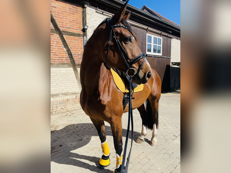 German Sport Horse Mare 9 years 16.2 hh Brown in Tangermünde OT Buch