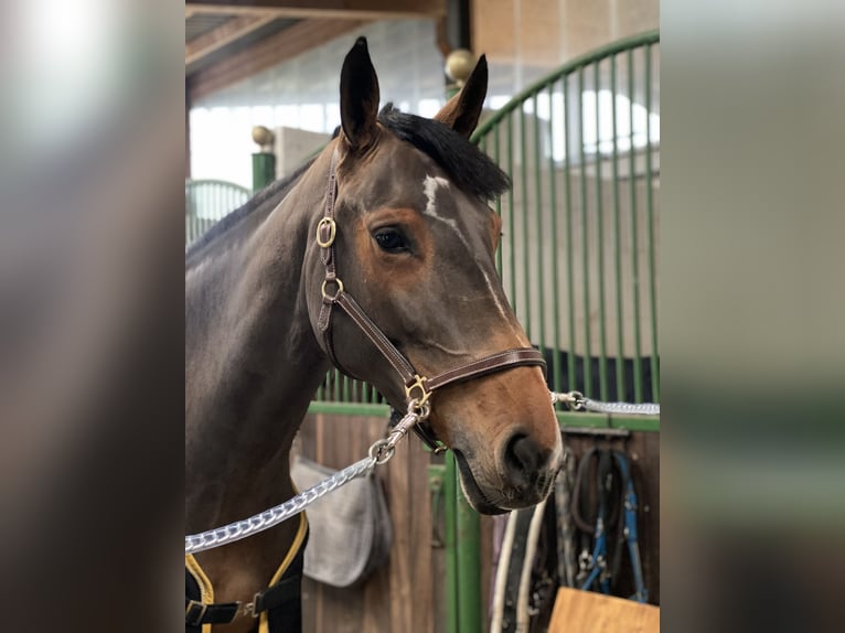 German Sport Horse Mare 9 years 16.2 hh Brown in Neuried