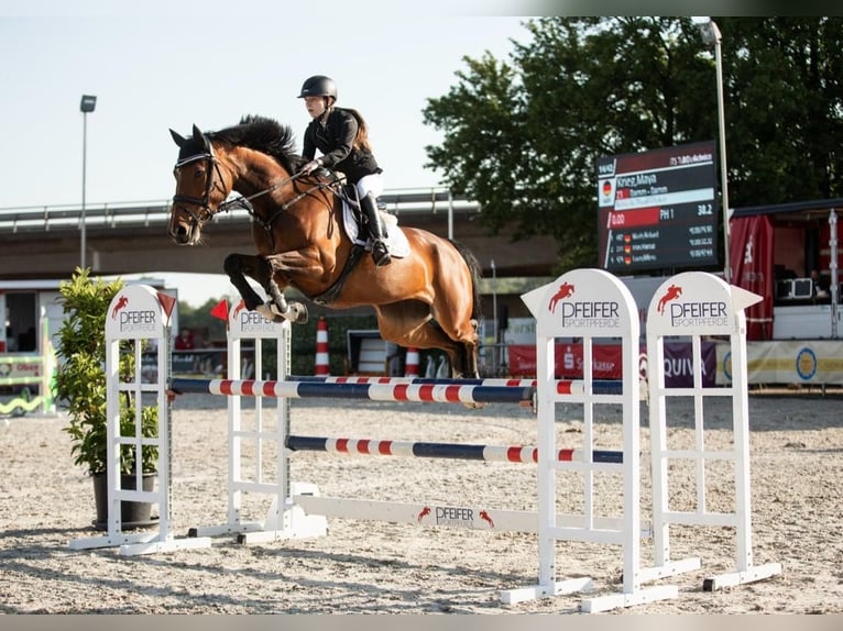 German Sport Horse Mare 9 years 16.2 hh Brown in Neuried