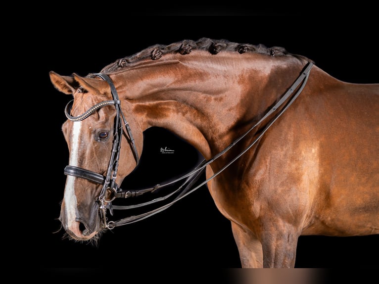 German Sport Horse Mare 9 years 16.2 hh Chestnut in Herrenberg